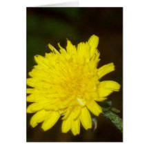 Dew on a Dandelion Greeting Cards