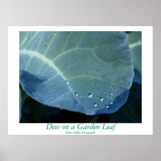 Dew on a Garden Leaf print