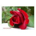Dew on a Red Rose print