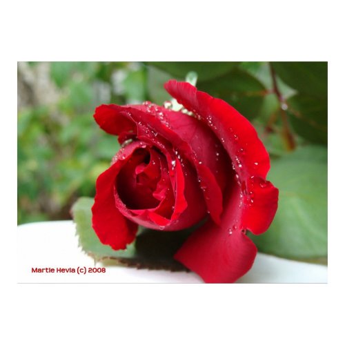 Dew on a Red Rose print
