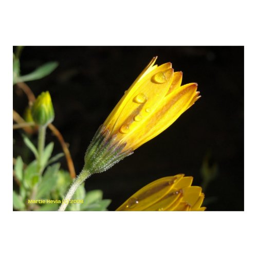 Dew on a Yellow Daisy print
