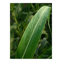 Dew on Corn posters