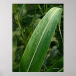 Dew on Corn posters