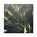 Dew on grass magnets