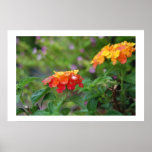 dew on lantana posters