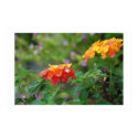 dew on lantana posters