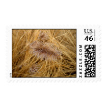 Dew on Wild Grass postage by marlod Dew on Wild Grass postage