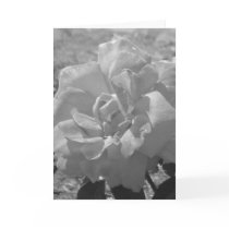 Dew Rose Sympathy Card by pharrisart Dew Rose Sympathy Card