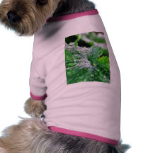 Dew Water Droplets Drops Dog T Shirt