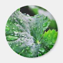 Dew Water Droplets Drops Magnets