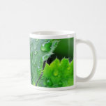 Dew Water Droplets Drops Mugs