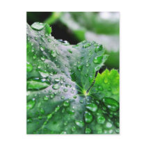 Dew Water Droplets Drops postcards