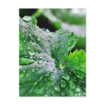Dew Water Droplets Drops Postcards