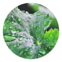 Dew Water Droplets Drops stickers