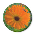 DewBee magnets