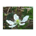 Dewberry Flower Postcard