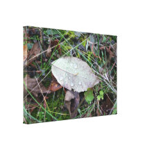 Dewdrop Leaf Canvas Print