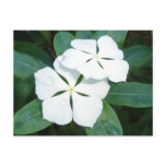 Dewdrops on White Post Cards