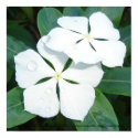 Dewdrops on White posters by wendyqzx Dewdrops on White posters