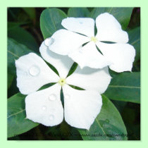 Dewdrops on White posters