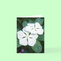 Dewdrops on White v2 cards
