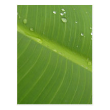 Dewey Banana Leaf 1 Postcards