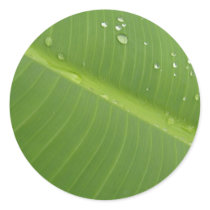 Dewey Banana Leaf 1 Round Sticker