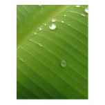 Dewey Banana Leaf 2 Postcard