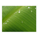 Dewey Banana Leaf 2 Postcards