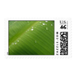 Dewey Banana Leaf 2 Stamp
