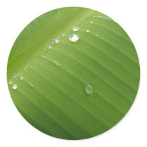 Dewey Banana Leaf 2 Sticker