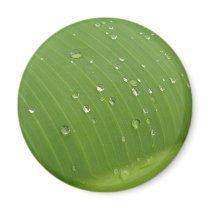 Dewey Banana Leaf 3 Fridge Magnets