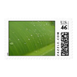 Dewey Banana Leaf 3 Postage