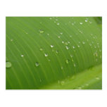 Dewey Banana Leaf 3 Postcard