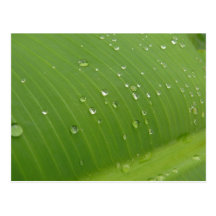 Dewey Banana Leaf 3 Postcard
