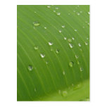 Dewey Banana Leaf 3 Postcard