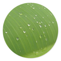 Dewey Banana Leaf 3 Round Stickers
