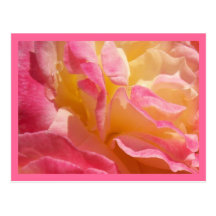 Dewey Rose Postcard
