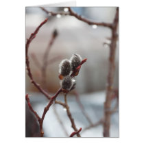 Dewy Catkin; Customizable Greeting Card