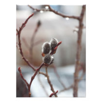 Dewy Catkin Photograph