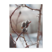 Dewy Catkin Post Card