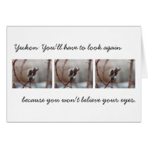 Dewy Catkin; Yukon Territory Souvenir Greeting Card