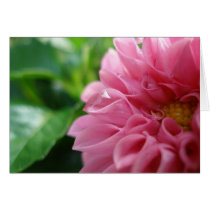 Dewy Dahlia cards by dannamarie72 Dewy Dahlia cards