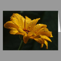 Dewy Flower cards