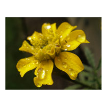 Dewy Marigold posters