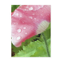 Dewy Pink Flower Postcard