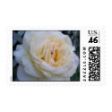 Dewy Rose postage by ajholman33 Dewy Rose postage