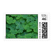 Dewy Shamrocks postage