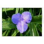 Dewy Trillium Blank Card