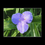 Dewy Trillium Postcard